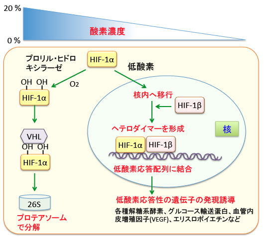 抗腫瘍ハーブAcetoCare（旧GenEpic）｜鳥取県鳥取市の内科・消化器科